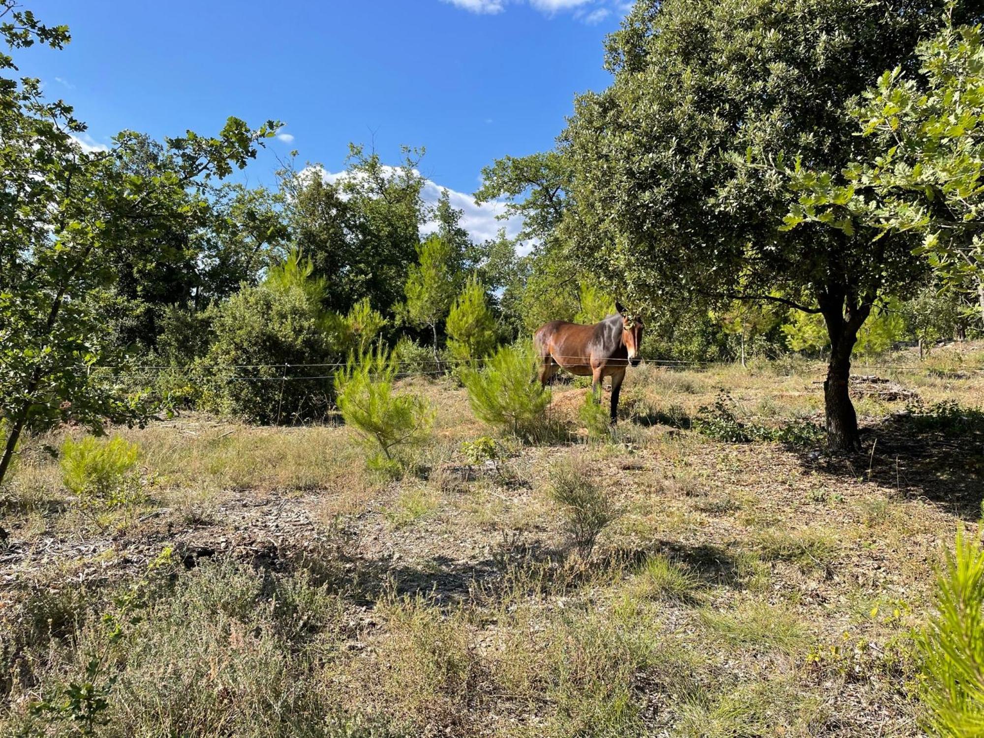 Les Yourtes De Provence Saint-Paulet-de-Caisson Luaran gambar