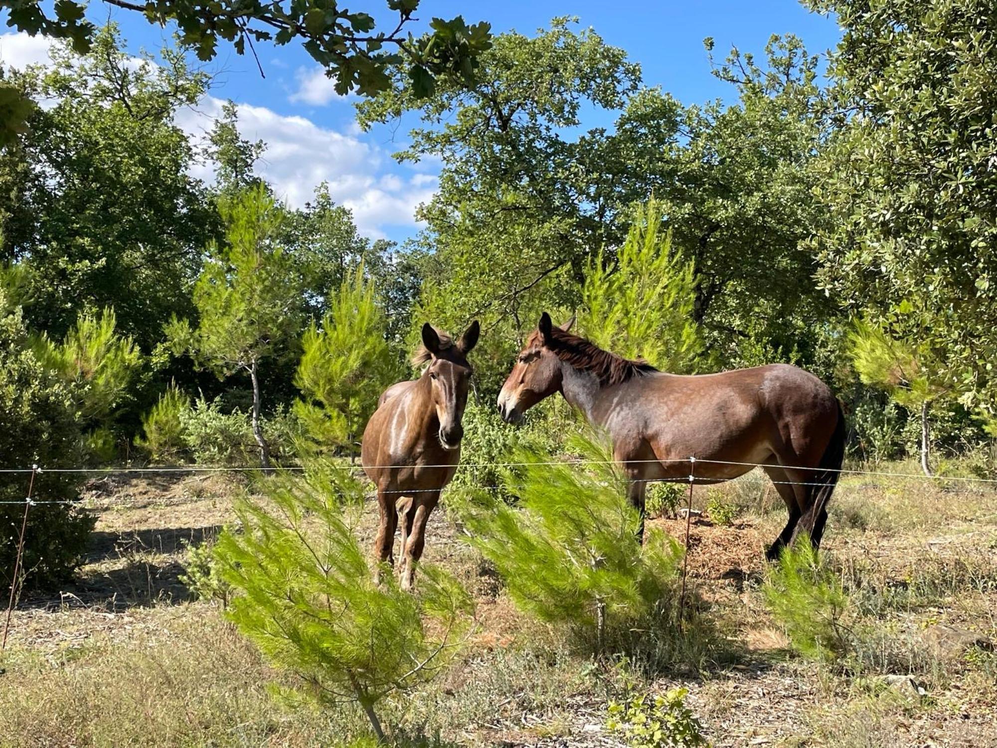 Les Yourtes De Provence Saint-Paulet-de-Caisson Luaran gambar